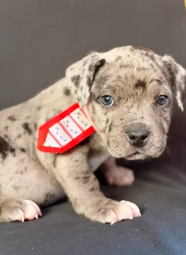 American bully - Merly 