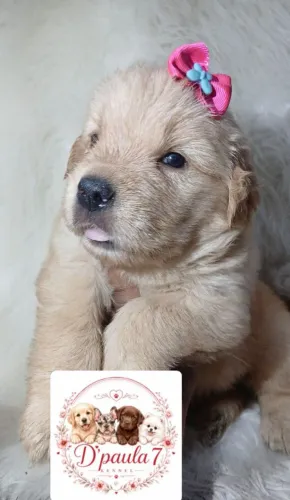 Golden Retriever 