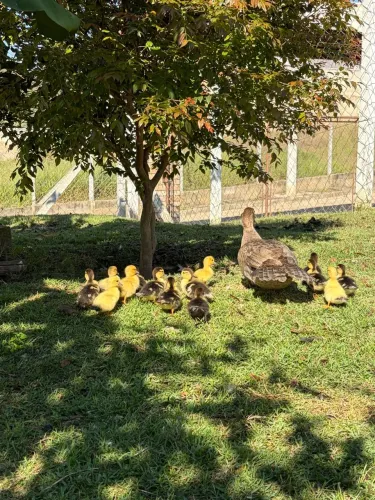 Vendo Patos e Patas