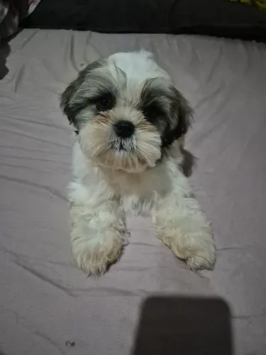 Shih tzu