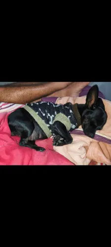 Lindos Bebês de pinscher 1
