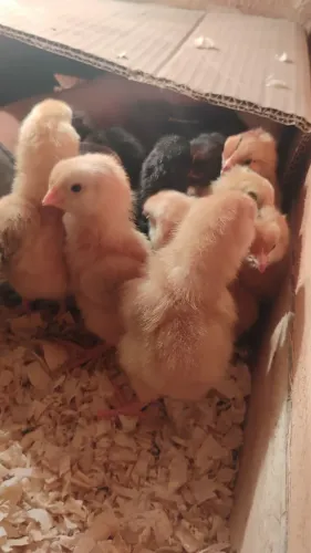 Pintinhos Caipira Dupla Aptidão