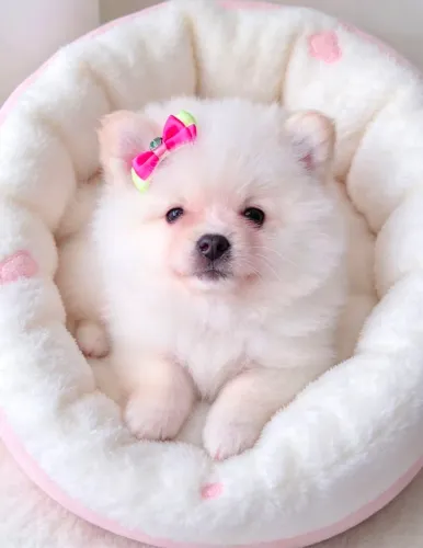 Lulu da pomerania anão femea encanto !!