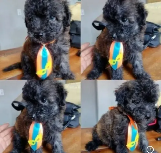 Filhotes de maltês com shitzu
