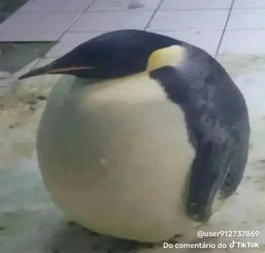 Pinguim de raça 