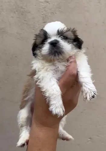 Shih tzu disponivel