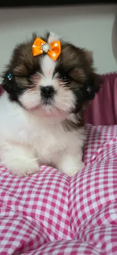 Shihtzu Femea