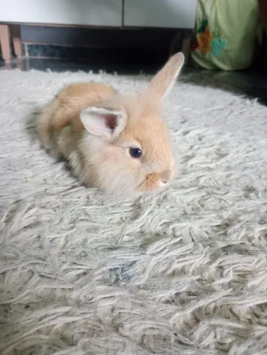 Vende-se filhotes de coelhos 