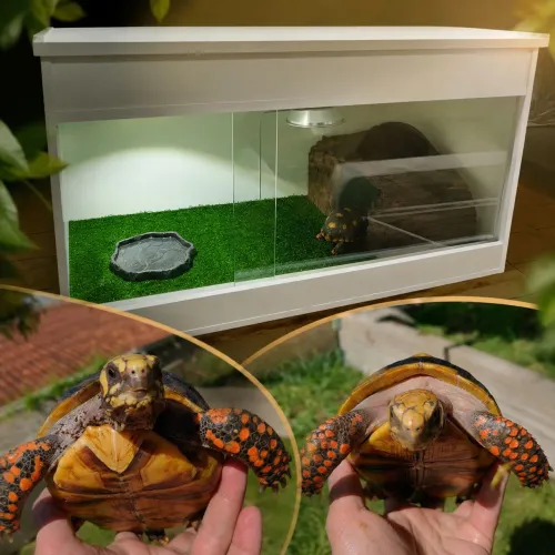 CasaI Iegalizado com terrário