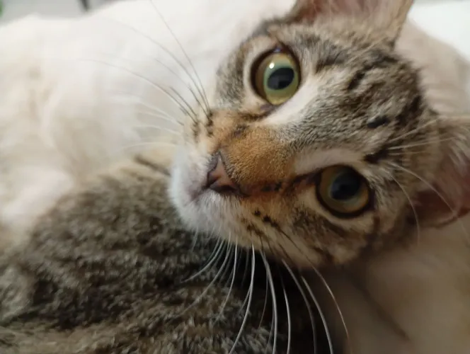 Lindo gatinho para adoção 