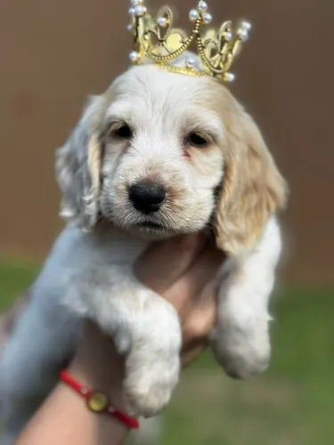 Cocker Spaniel,Cocker Spaniel Filhote de Linhagem Especial e Temperamento Encantador