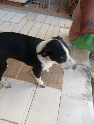 Doação de cachorro 