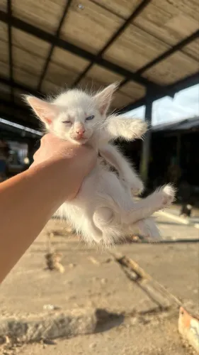 Gatinho 2 meses bebê