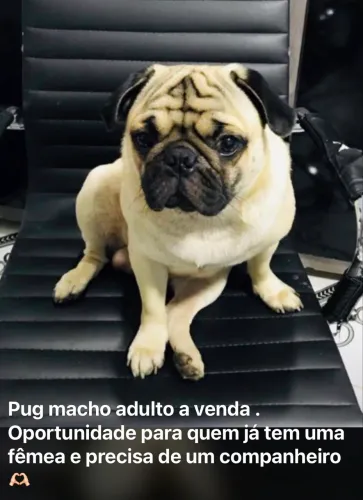 Pug macho adulto 
