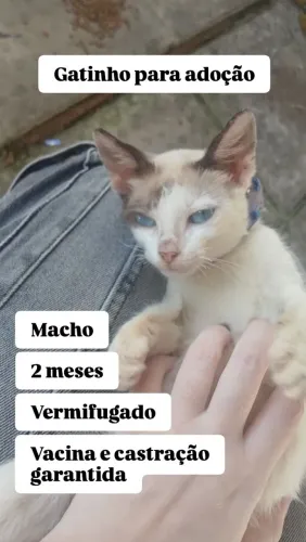 Gatinho para adoção