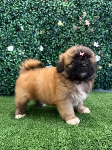 Filhotes de Shih Tzu