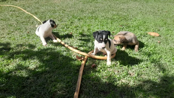 DOAÇÃO! AJUDE ESSES FILHOTES 