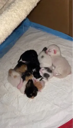 Filhotes de gato para adoção responsável