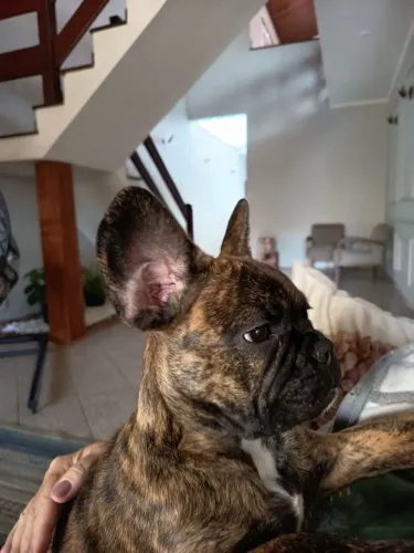 Filhote de Bulldog Francês 