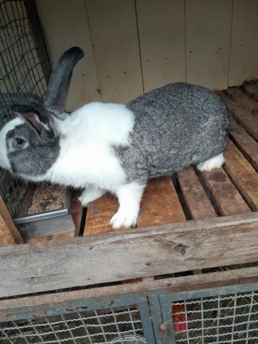 Coelhos Gigante criolo e tamanho pequeno, filhotes c 30 dias a venda 