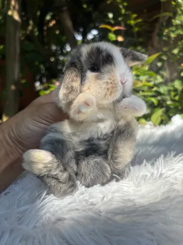 Coelhos Mini Lop