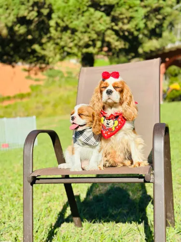 Cavalier king charles