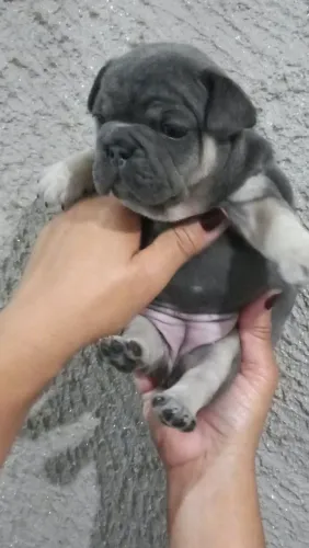 Bulldog France. .. fémia blue tam