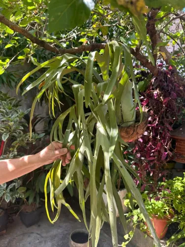 Plantas ornamentais