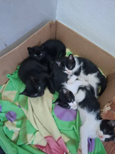 Doação de lindos gatinhos