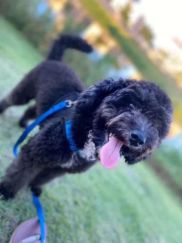 Poodle