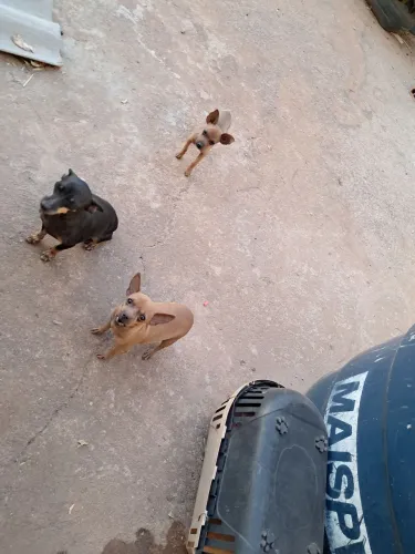 Lina cachorrinha pinsher pura