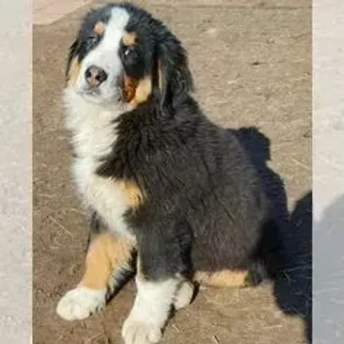 Bernese Mountain Dog,Bernese Mountain Dog Filhote Top Padrão da Raça