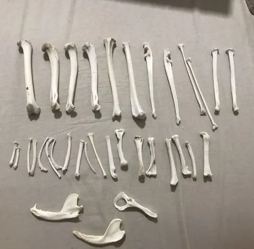 Ossos e dentes variados de animais 
