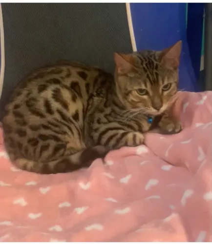 Gato bengal 7 meses