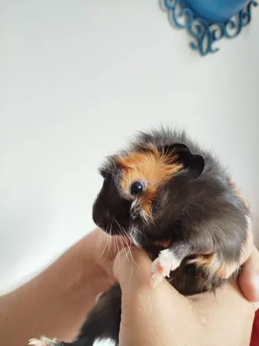 Porquinho da índia abissínio filhote macho