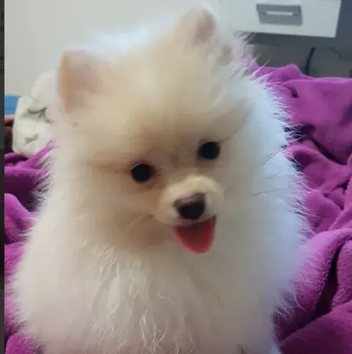 cachorrinho para doação
