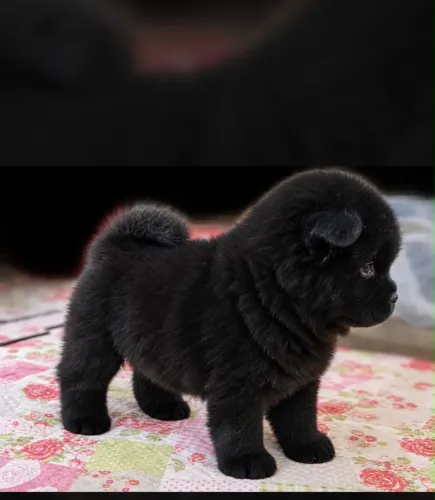 Cachorro