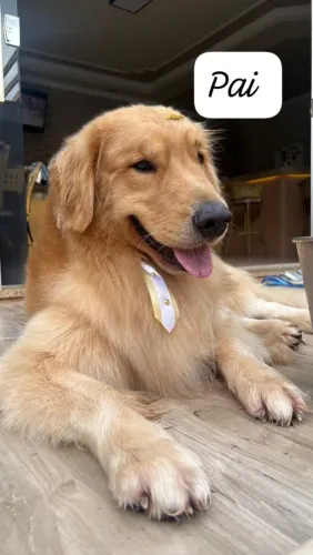 Cachorro goldem