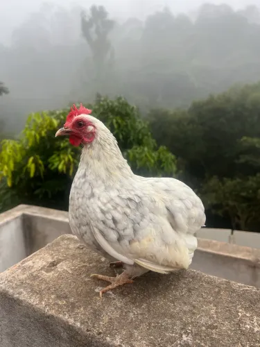Garnisé suro 
