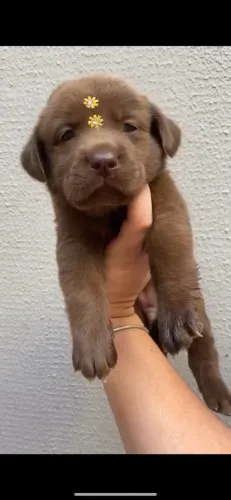 Labrador companheiro perfeito