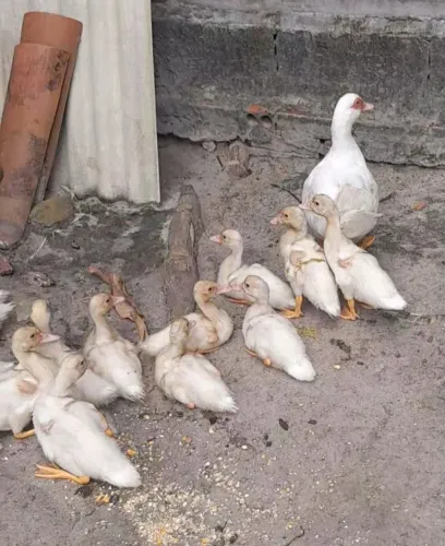 Patinhos Brancos