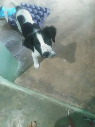 Doa-se cachorrinha fêmea