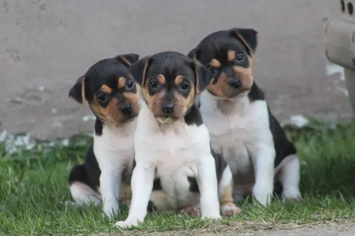 Filhotes de Terrier Brasileiro (Fox Paulistinha)