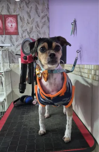 Doação de cachorro adulto