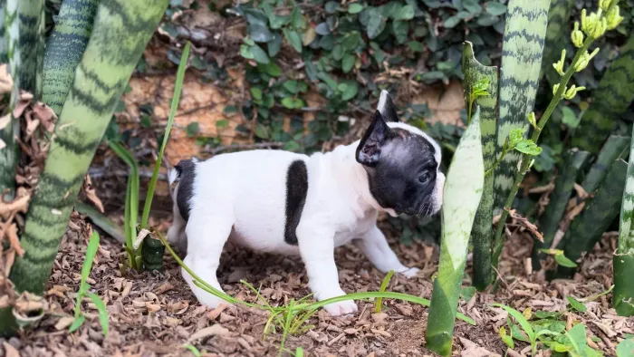 Bulldog francês macho 