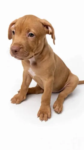 American Bully