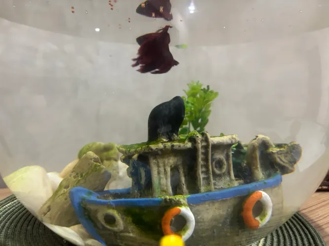 Aquário 15l + peixe beta vermelho + ração e hidratante da água + barco decorativo