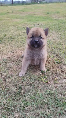 Shiba inu Laranja 