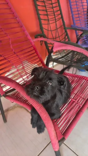 Cachorro