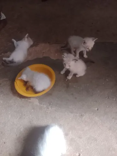 Gatinhos siamês para doação 